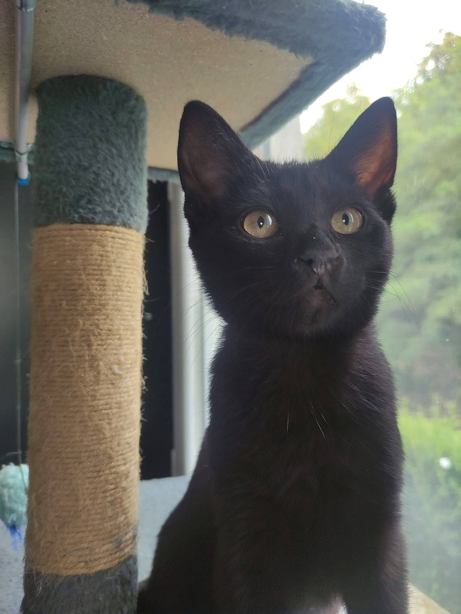 Lady a rejoint le concours — aidez-le/la à gagner de superbes lots ! black_cat, carnivore, cat, cat_furniture, cat_supply, domestic_short_haired_cat, felidae, fur, pet_supply, small_to_medium_sized_cats, snout, tail, terrestrial_animal, whiskers, window