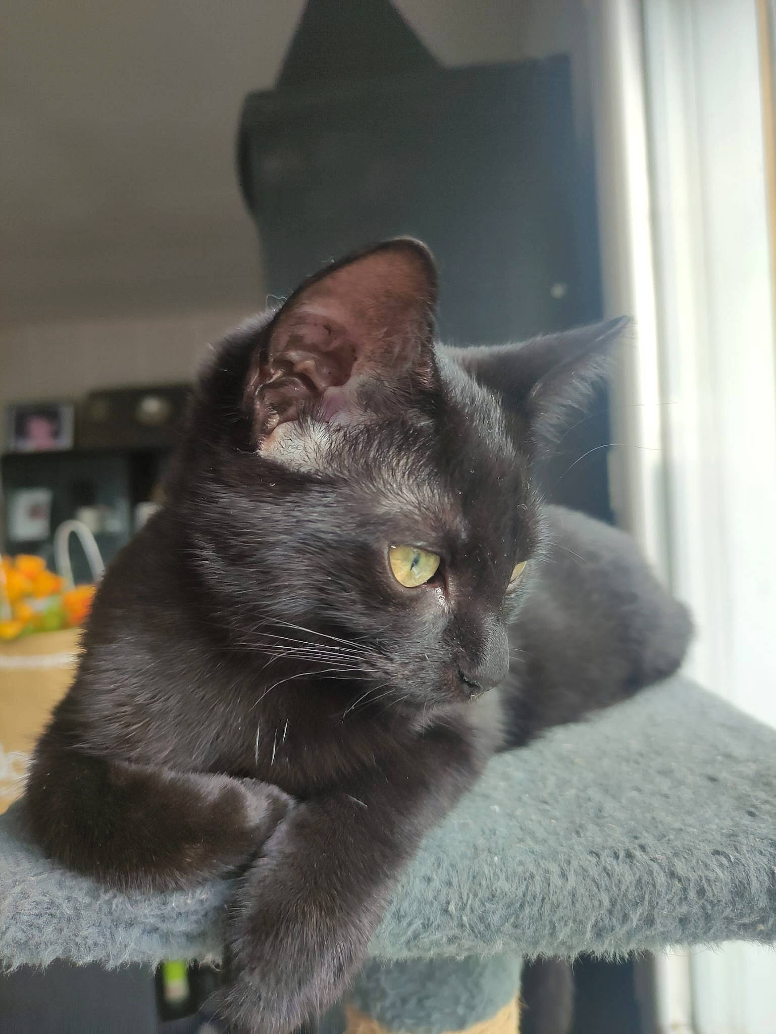 Lady a rejoint le concours — aidez-le/la à gagner de superbes lots ! black_cat, bombay, carnivore, cat, comfort, domestic_short_haired_cat, felidae, fur, grey, sitting, small_to_medium_sized_cats, snout, tail, terrestrial_animal, whiskers, window