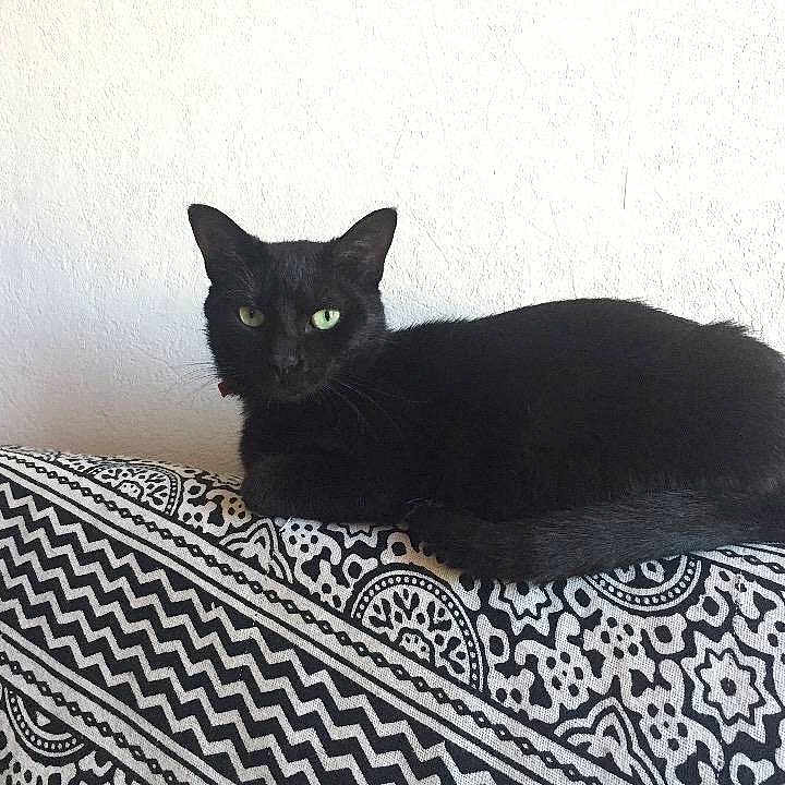 Macha