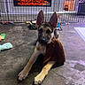 dog, puppy, german_shepherd, pointy_ears, plush_toy, lying_down, front_paws, collar, dog_tag, indoor, fireplace, playpen, pet_area, dog_toys, living_room, floor, cozy, portrait, looking_at_camera, home_decor