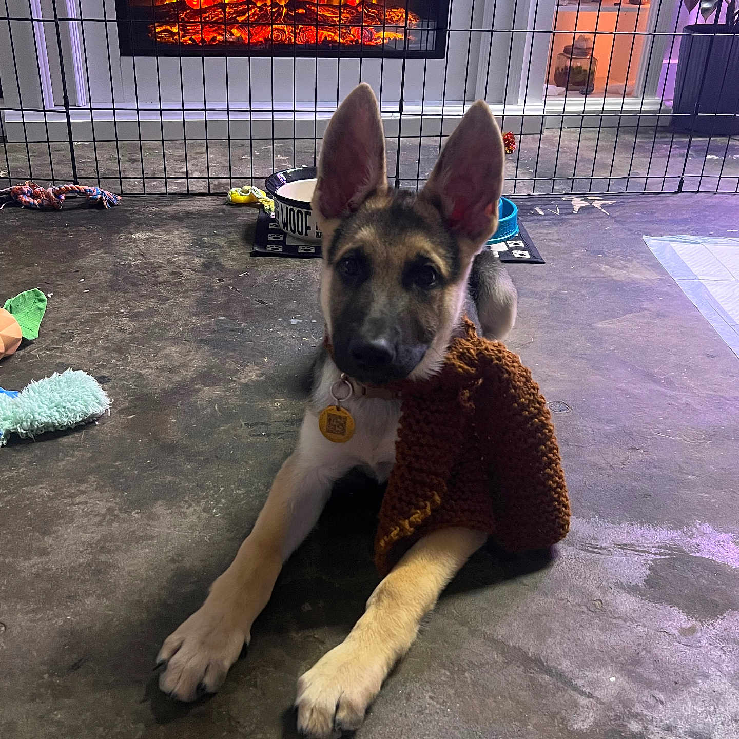 Grimmley is registered to the contest to win money with this photo: dog, puppy, german_shepherd, pointy_ears, plush_toy, lying_down, front_paws, collar, dog_tag, indoor, fireplace, playpen, pet_area, dog_toys, living_room, floor, cozy, portrait, looking_at_camera, home_decor