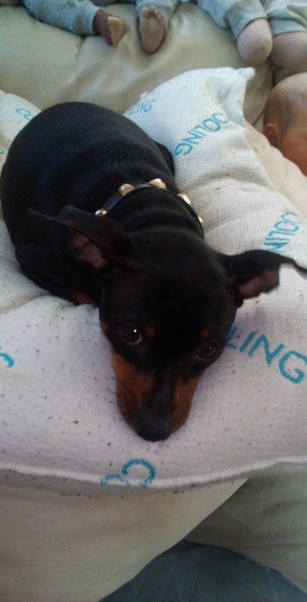 Olivia joined the competition — help win amazing prizes! canidae, carnivore, comfort, companion_dog, dog, dog_breed, ear, fawn, fur, guard_dog, mammal, paw, pinscher, prazsky_krysarik, snout, sporting_group, terrestrial_animal, toy_dog, whiskers, working_animal