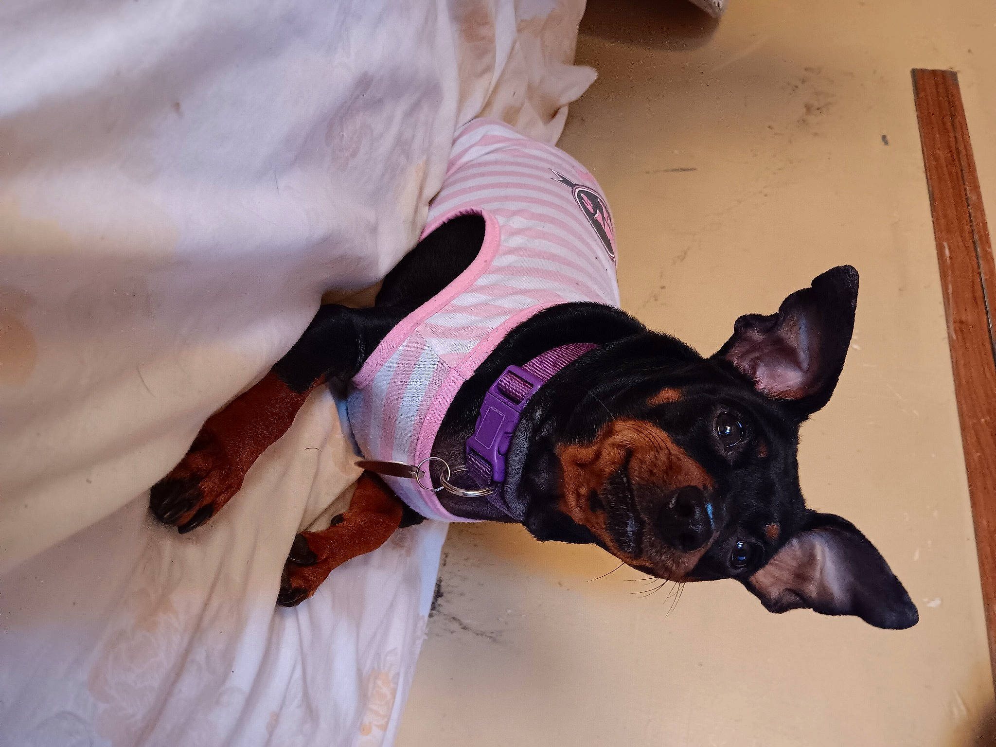 Olivia is registered to the contest to win money with this photo: canidae, carnivore, comfort, companion_dog, dog, dog_breed, dog_clothes, dog_supply, ear, fawn, fur, guard_dog, hat, non_sporting_group, sleeve, snout, sporting_group, toy_dog, working_animal, working_dog