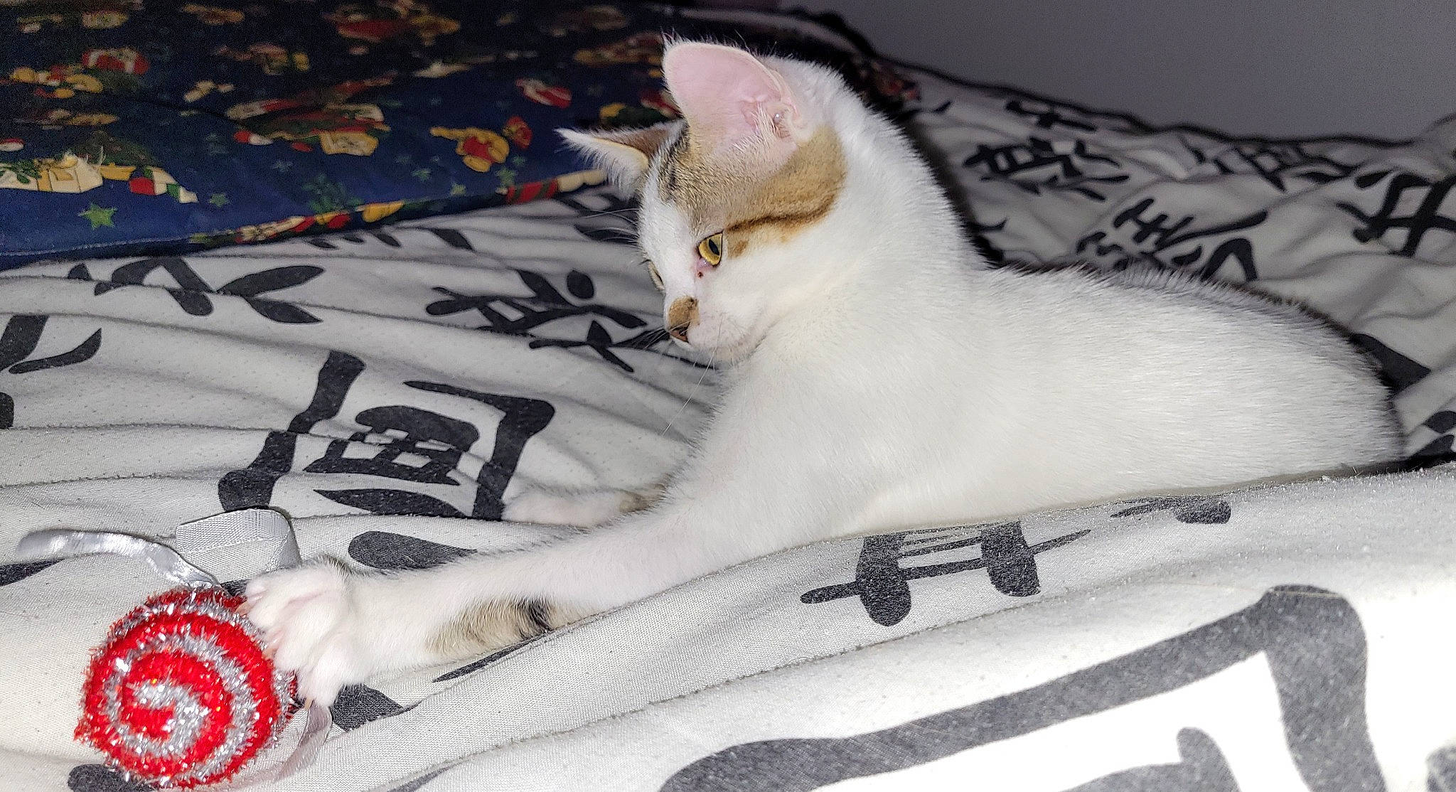 Miette a rejoint le concours — aidez-le/la à gagner de superbes lots ! bed, bedding, carmine, carnivore, cat, claw, comfort, domestic_short_haired_cat, fawn, felidae, fur, grey, linens, pattern, paw, small_to_medium_sized_cats, snout, tail, whiskers, white