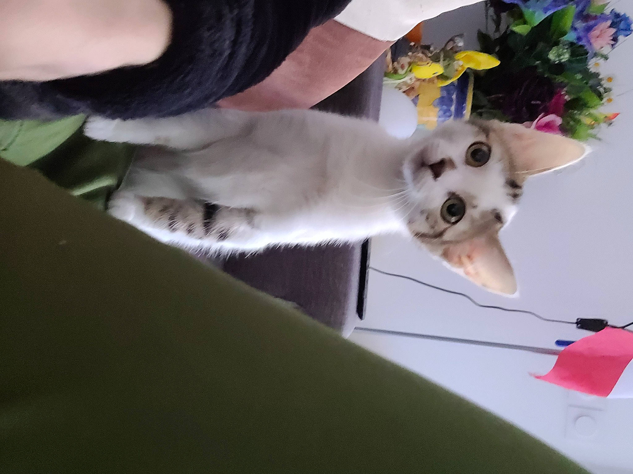 Miette participe au concours pour gagner de l'argent avec cette photo : balinese, birman, canidae, carnivore, cat, companion_dog, dog_breed, domestic_short_haired_cat, fawn, felidae, fur, paw, photo_caption, siamese, small_to_medium_sized_cats, snout, tail, thai, whiskers