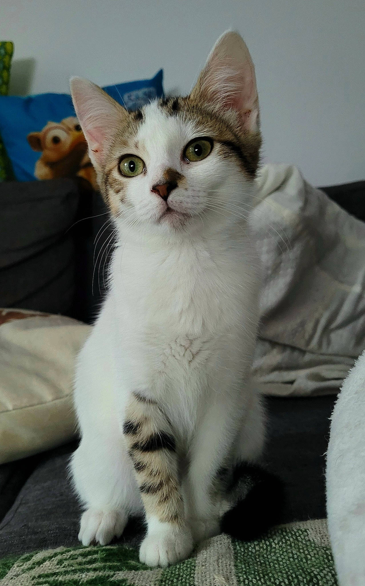 Miette a rejoint le concours — aidez-le/la à gagner de superbes lots ! carnivore, cat, comfort, domestic_short_haired_cat, eye, felidae, fur, head, paw, sitting, small_to_medium_sized_cats, snout, tail, terrestrial_animal, whiskers, window