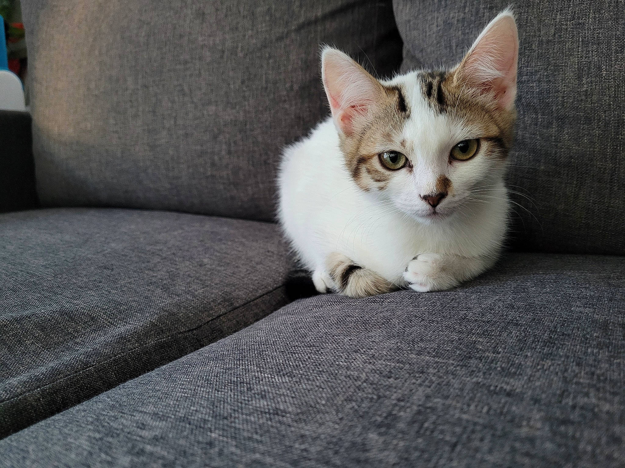 Miette participe au concours pour gagner de l'argent avec cette photo : carnivore, cat, comfort, couch, domestic_short_haired_cat, felidae, flooring, fur, grey, paw, road_surface, sitting, sleeper_chair, small_to_medium_sized_cats, snout, tail, whiskers