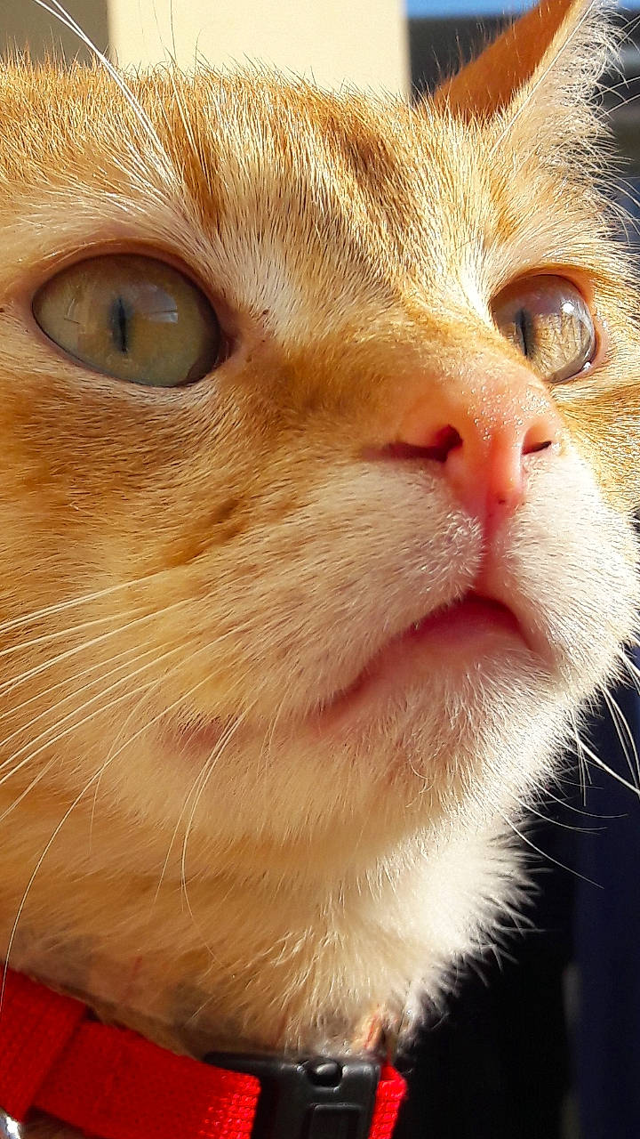 Baloo a rejoint le concours — aidez-le/la à gagner de superbes lots ! carnivore, cat, close_up, domestic_short_haired_cat, ear, eye, fang, fawn, felidae, fur, head, iris, nose, small_to_medium_sized_cats, snout, terrestrial_animal, whiskers