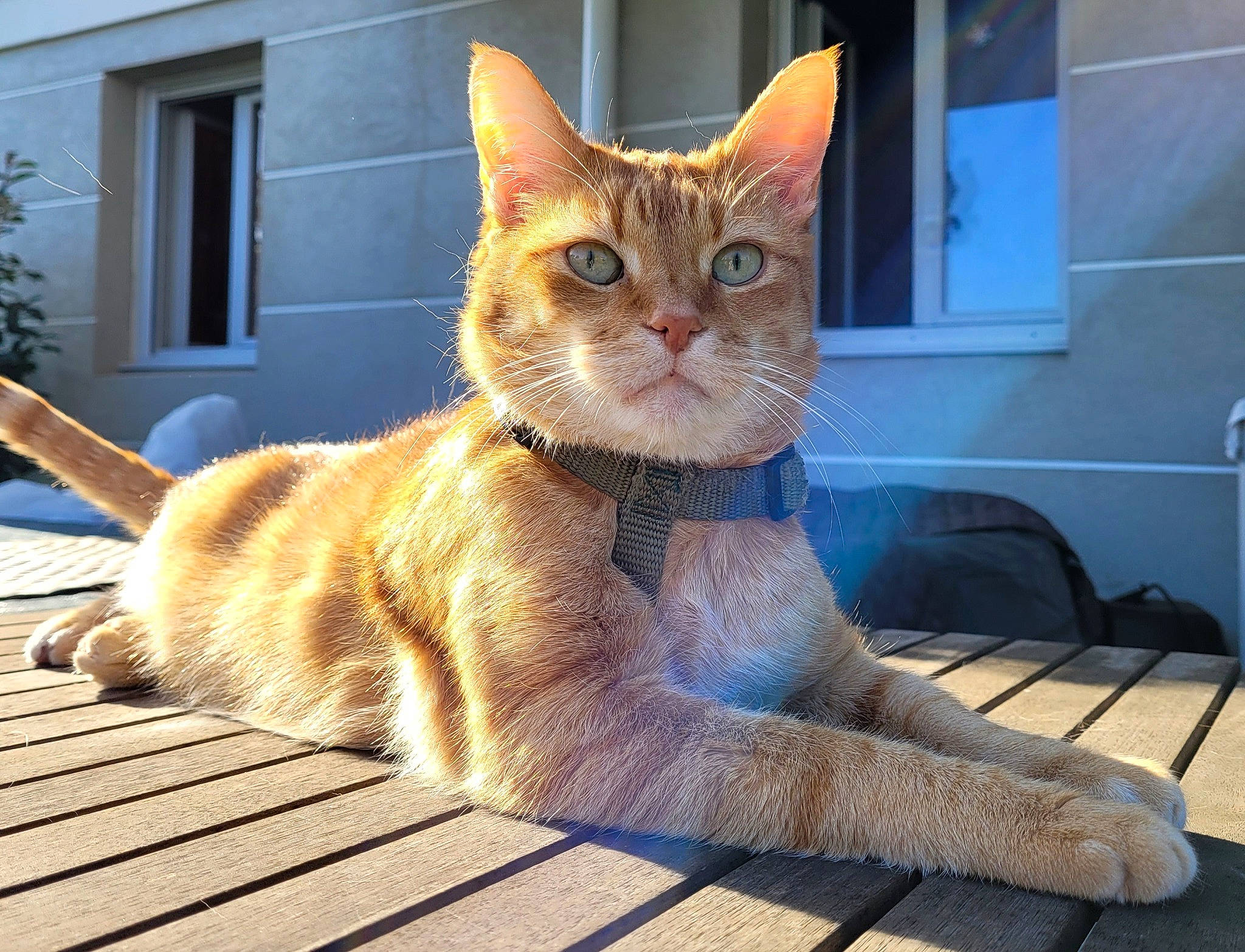 Baloo participe au concours pour gagner de l'argent avec cette photo : carnivore, cat, claw, collar, domestic_short_haired_cat, fawn, felidae, flooring, fur, hardwood, paw, pet_supply, sitting, small_to_medium_sized_cats, snout, tail, terrestrial_animal, whiskers, window, wood