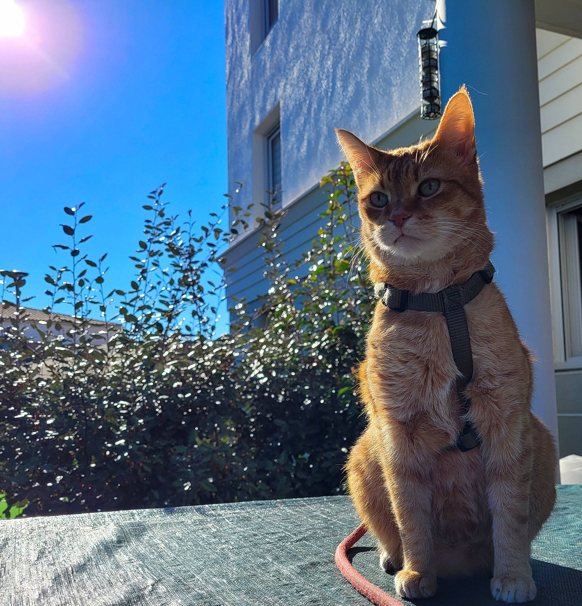 Baloo a rejoint le concours — aidez-le/la à gagner de superbes lots ! building, carnivore, cat, domestic_short_haired_cat, electric_blue, fawn, felidae, fur, grass, plant, road_surface, shadow, sky, small_to_medium_sized_cats, snout, tail, whiskers, wildlife, window, wood