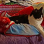 Cody is registered to the contest to win money with this photo: bed, carnivore, cat, comfort, cushion, felidae, furniture, leg, linens, nap, pillow, room, small_to_medium_sized_cats, tail, textile, whiskers