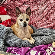 Holli joined the competition — help win amazing prizes! alert, animal, blanket, comfort, cozy, cute, dog, ears, fur, furry, gray_blanket, indoor, lying_down, pet, portrait, purple_blanket, red_blanket, relaxed, resting, small_dog