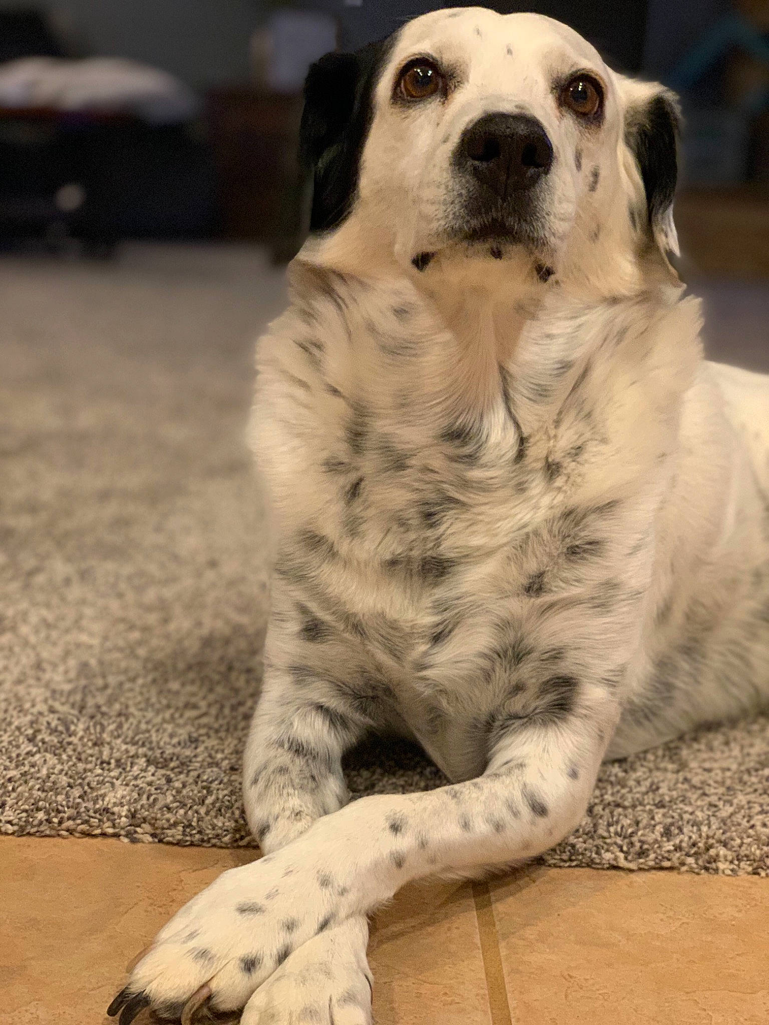 Buddy Boy joined the competition — help win amazing prizes! canidae, carnivore, companion_dog, dalmatian, dog, dog_breed, english_setter, mammal, non_sporting_group, snout, sporting_group, vertebrate