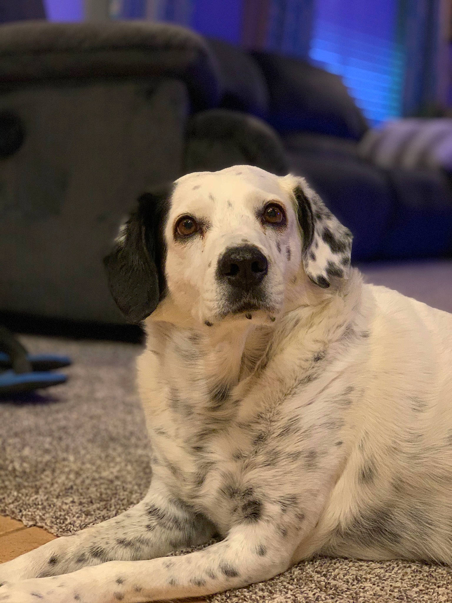 Buddy Boy joined the competition — help win amazing prizes! canidae, carnivore, companion_dog, dalmatian, dog, dog_breed, english_setter, fur, mammal, non_sporting_group, nose, snout, sporting_group, vertebrate, whiskers