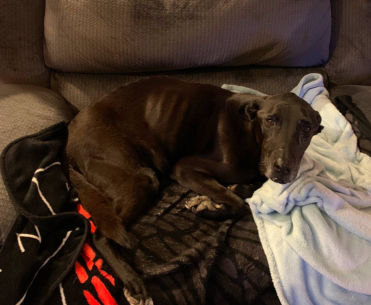 Princess is registered to the contest to win money with this photo: canidae, carnivore, companion_dog, dog, dog_breed, greyhound, italian_greyhound, sporting_group, weimaraner