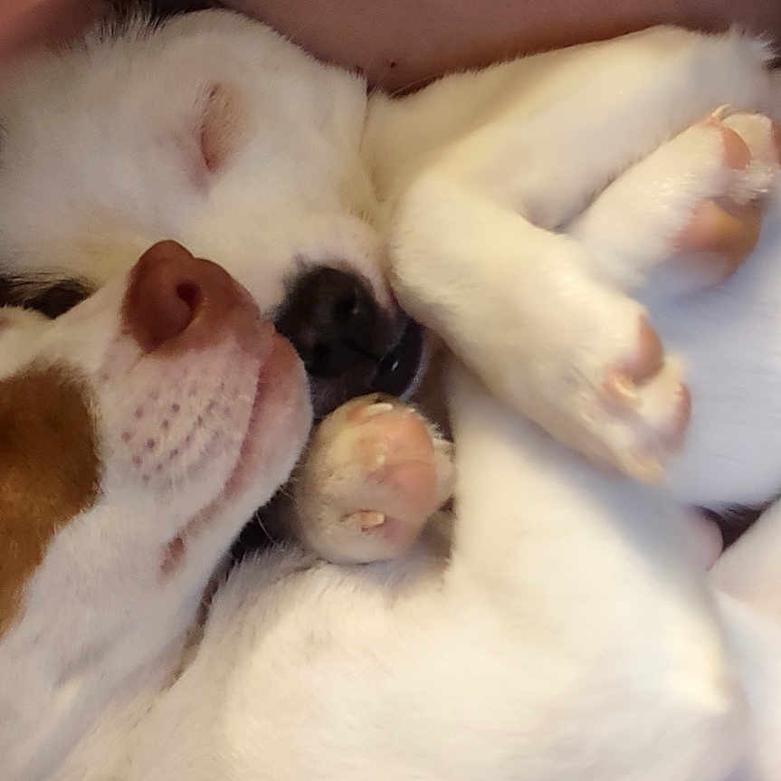 Spanky -N- Beebee is registered to the contest to win money with this photo: animal, beagle, blanket, boxer, bulldog, canine, cat, couch, dog, frenchbulldog, hound, husky, indoors, kitten, person, pet, pitbull, puppy, sleeping, snout