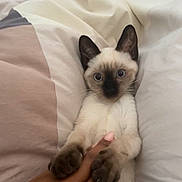 Hamidou a rejoint le concours — aidez-le/la à gagner de superbes lots ! kitten, cat, siamese, bed, blanket, paws, human_hand, cozy, indoor, cute, pet, animal, feline, playful, fur, whiskers, bedroom, resting, touch, curious