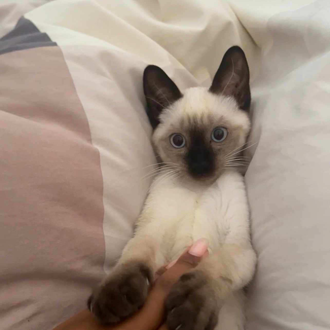 Hamidou a rejoint le concours — aidez-le/la à gagner de superbes lots ! animal, bed, bedroom, blanket, cat, cozy, curious, cute, feline, fur, human_hand, indoor, kitten, paws, pet, playful, resting, siamese, touch, whiskers
