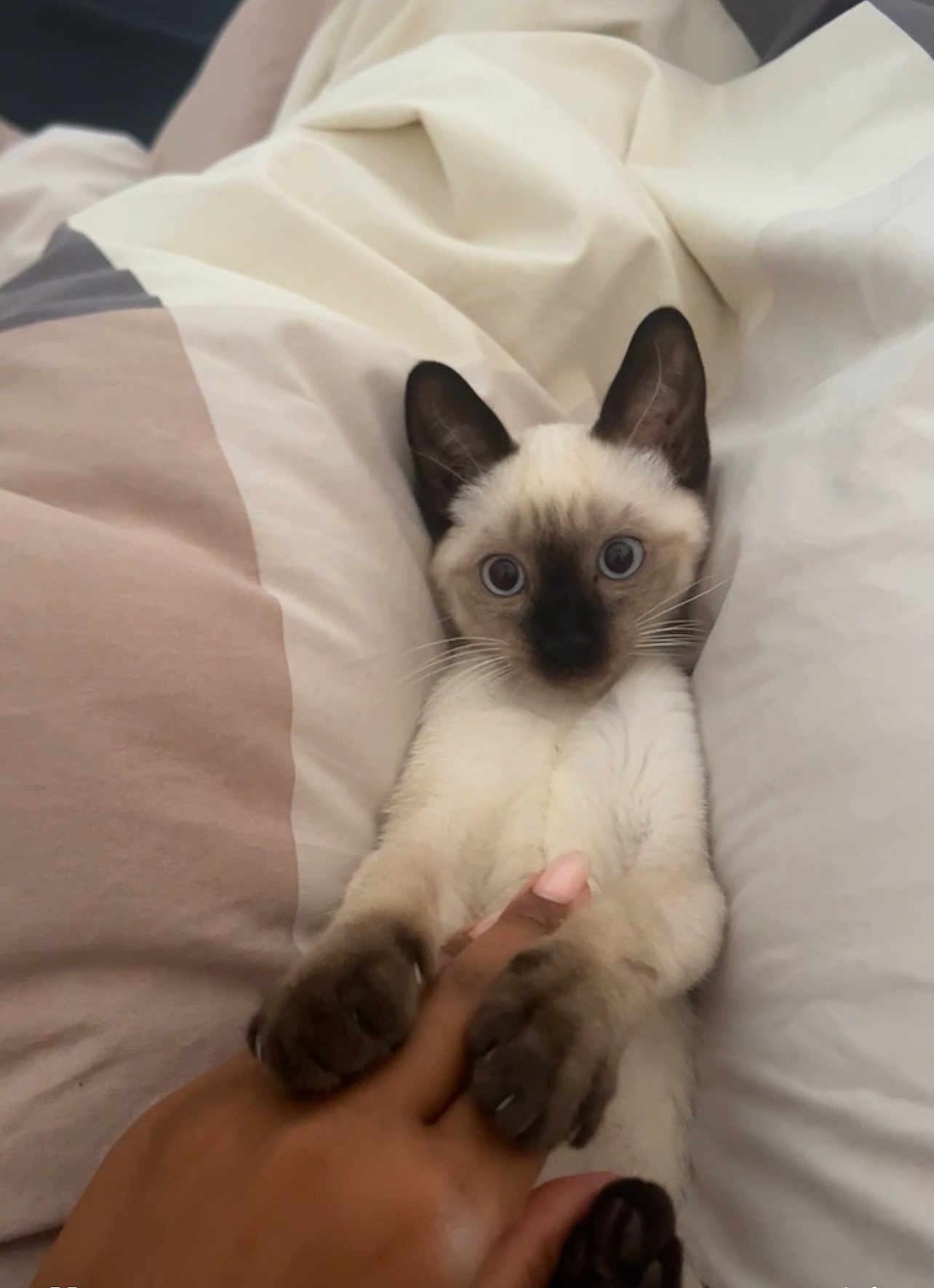 Hamidou a rejoint le concours — aidez-le/la à gagner de superbes lots ! kitten, cat, siamese, bed, blanket, paws, human_hand, cozy, indoor, cute, pet, animal, feline, playful, fur, whiskers, bedroom, resting, touch, curious