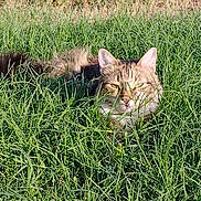 Gabby joined the competition — help win amazing prizes! cat, tabby, grass, outdoor, nature, animal, pet, green, field, fur, whiskers, ears, face, eyes, sunlight, mammal, wildlife, closeup, laying, flora