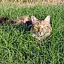 cat, tabby, grass, outdoor, nature, animal, pet, green, field, fur, whiskers, ears, face, eyes, sunlight, mammal, wildlife, closeup, laying, flora