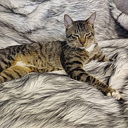 Beebee joined the competition — help win amazing prizes! animal, blanket, cat, comfort, cozy, cute, ears, feline, fur, home, indoor, paws, pet, relaxed, resting, sleepy, soft, striped, tabby_cat, whiskers
