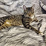 animal, blanket, cat, comfort, cozy, cute, ears, feline, fur, home, indoor, paws, pet, relaxed, resting, sleepy, soft, striped, tabby_cat, whiskers