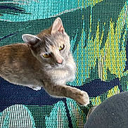 Trudy is registered to the contest to win money with this photo: animal, blue, cat, close_up, curious, feline, floor, golden_eyes, gray_pants, green, human_leg, indoor, looking_up, pattern, paw, pet, playful, texture, woven_mat, yellow
