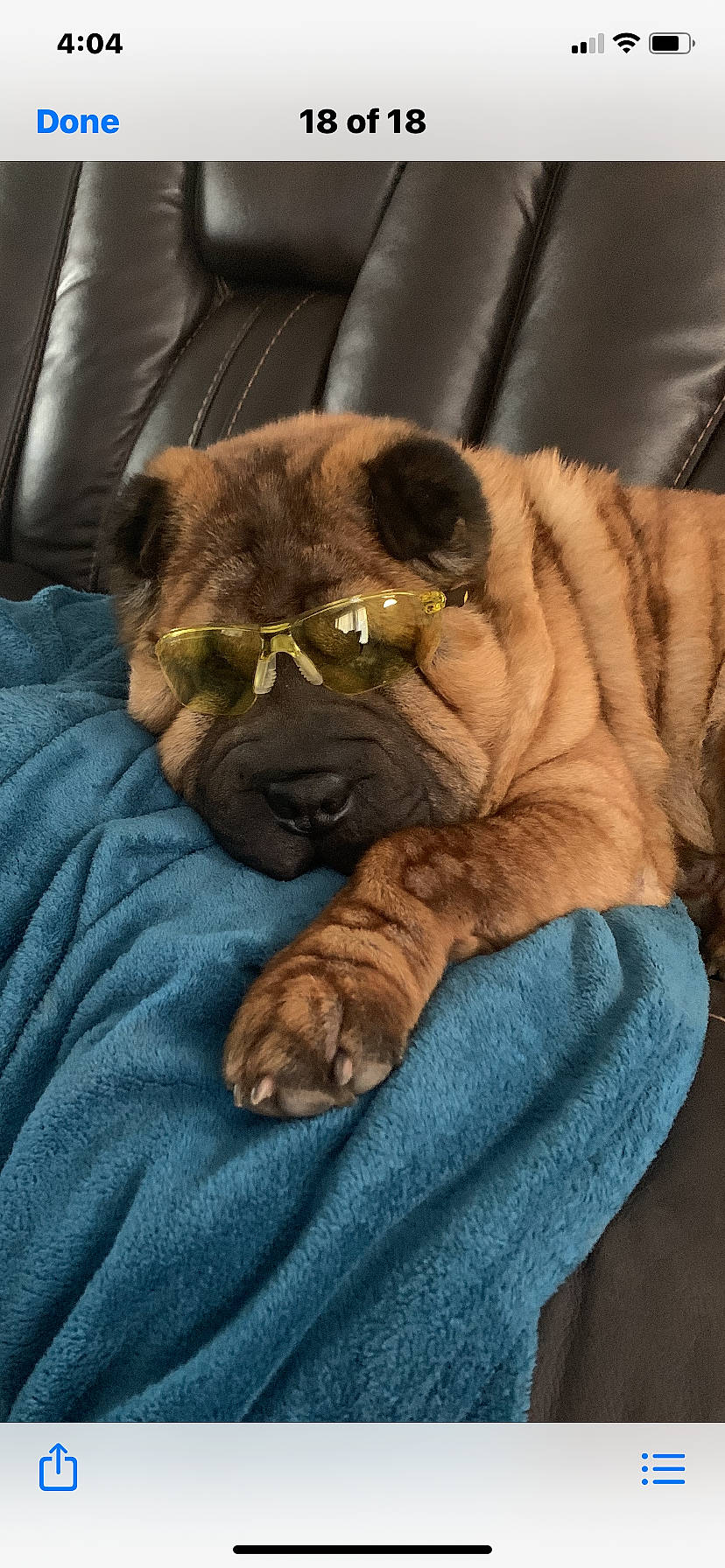 Bentley joined the competition — help win amazing prizes! bullmastiff, canidae, carnivore, companion_dog, dog, dog_breed, fawn, korean_mastiff, mammal, non_sporting_group, old_english_bulldog, ori_pei, pug, puppy, shar_pei, skin, snout, wrinkle