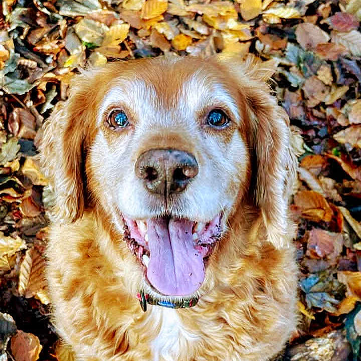 Charlie is registered to the contest to win money with this photo: animal, bodypart, canine, cockerspaniel, dog, face, goldenretriever, head, hound, leaf, mouth, person, pet, photography, plant, portrait, puppy, rock, teeth, vegetation