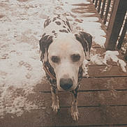 Bella is registered to the contest to win money with this photo: dog, dalmatian, snow, deck, wooden_floor, outdoor, pet, animal, fence, winter, cold, canine, spots, looking, standing, daylight, screen, brown, white, black