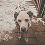 dog, dalmatian, snow, deck, wooden_floor, outdoor, pet, animal, fence, winter, cold, canine, spots, looking, standing, daylight, screen, brown, white, black