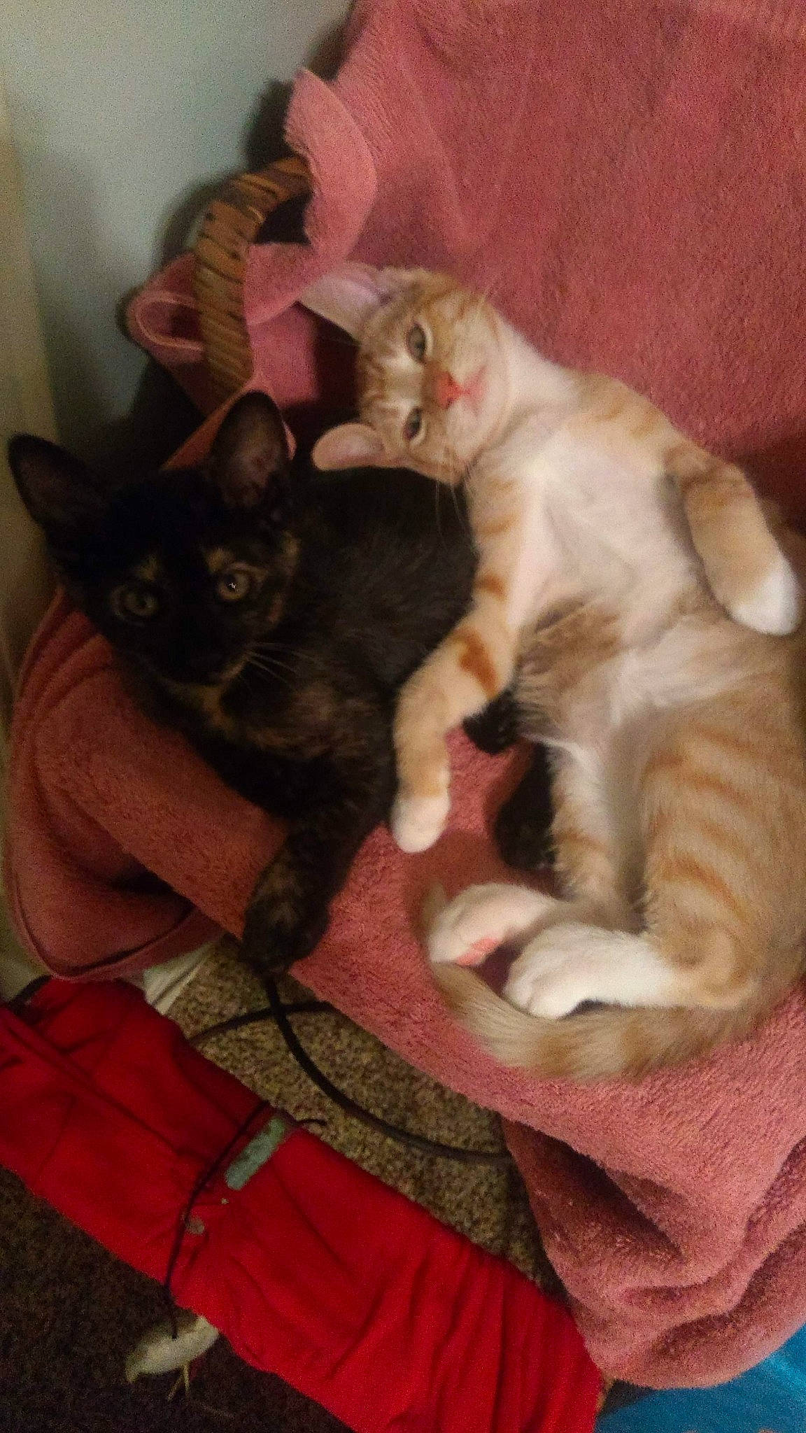 Thomas joined the competition — help win amazing prizes! black_cat, bombay, carnivore, cat, cat_supply, claw, comfort, domestic_short_haired_cat, fawn, felidae, fur, lap, mammal, paw, sitting, small_to_medium_sized_cats, snout, tail, vertebrate, whiskers