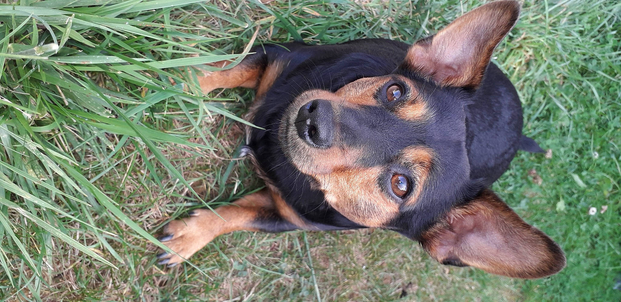 Bull a rejoint le concours — aidez-le/la à gagner de superbes lots ! canidae, carnivore, companion_dog, dog, dog_breed, fawn, grass, guard_dog, hunting_dog, plant, sedge_family, sporting_group, terrestrial_animal, whiskers, working_animal, working_dog