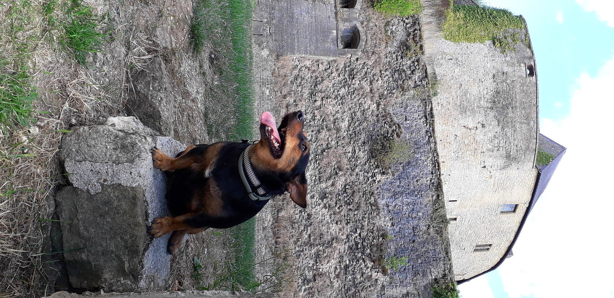 Bull a rejoint le concours — aidez-le/la à gagner de superbes lots ! adventure, bedrock, canidae, carnivore, collar, dog, dog_breed, dog_collar, dog_supply, fawn, leash, pet_supply, recreation, rock, rock_climbing_equipment, sky, snout, sport_climbing, sporting_group, working_animal