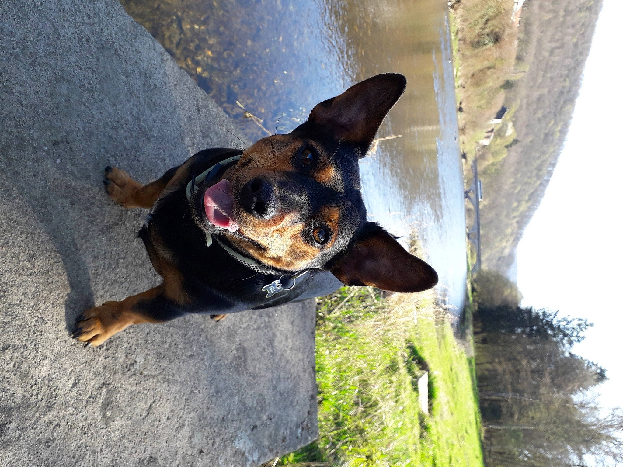 Bull a rejoint le concours — aidez-le/la à gagner de superbes lots ! asphalt, carnivore, collar, companion_dog, dog, dog_breed, dog_collar, fawn, german_pinscher, grass, guard_dog, pinscher, plant, road_surface, snout, sporting_group, tree, trunk, working_animal, working_dog