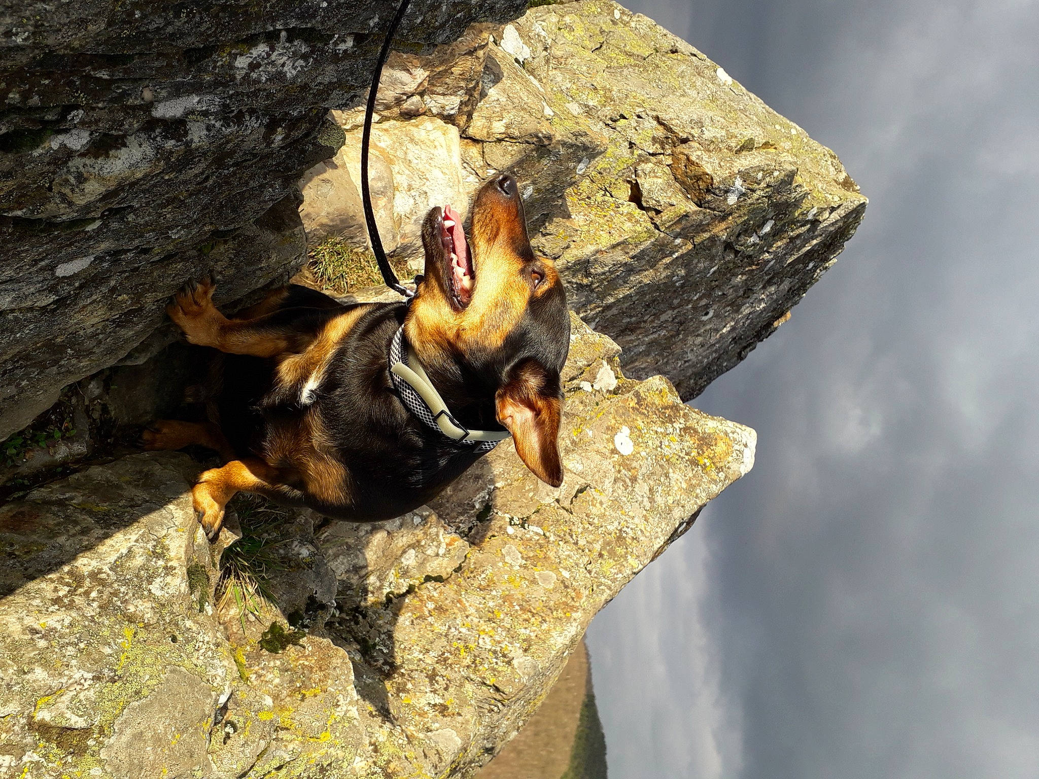 Bull a rejoint le concours — aidez-le/la à gagner de superbes lots ! adventure, bat, bedrock, canidae, cloud, dog, dog_breed, fawn, plant, recreation, rock, sky, terrestrial_animal, trunk, wildlife, wood, working_animal