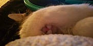 Precious is registered to the contest to win money with this photo: animal, blanket, blurry, cat, close_up, comfort, cozy, cute, ear, fur, furniture, home, indoor, nose, pet, relaxation, resting, sleeping, soft, warm