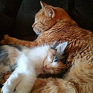 Precious is registered to the contest to win money with this photo: animal, calico_cat, cat, closeup, companion, couch, cozy, cute, domestic_animal, fur, furry, indoor, orange_cat, peaceful, pets, relaxation, resting, sleeping, snuggling, whiskers