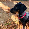 Murphy participe au concours pour gagner de l'argent avec cette photo : dog, rottweiler, black_and_tan, canine, pet, animal, portrait, outdoors, woodland, forest, autumn, fallen_leaves, red_collar, standing, profile, short_hair, alert, large_dog, nature, daylight