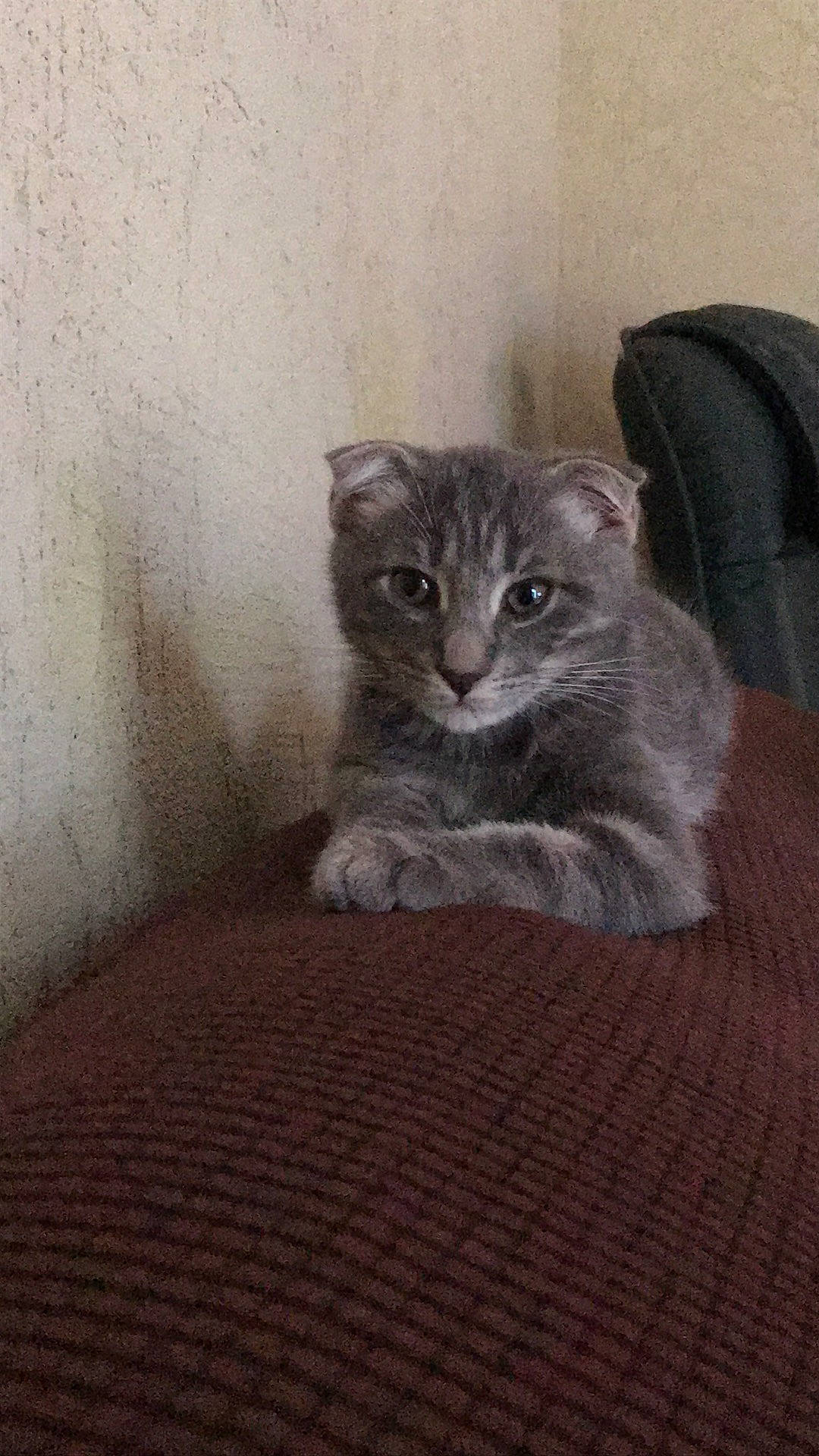 Ringo participe au concours pour gagner de l'argent avec cette photo : american_curl, american_shorthair, asian, british_semi_longhair, british_shorthair, carnivore, cat, chartreux, domestic_short_haired_cat, european_shorthair, felidae, kitten, korat, mammal, nebelung, russian_blue, scottish_fold, small_to_medium_sized_cats, vertebrate, whiskers