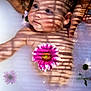 baby, bath, child, closeup, cute, floating, flower, flower_petals, hand, infant, milk_bath, peaceful, pink_flower, portrait, relaxation, shadow, skin, support, tattoo, water