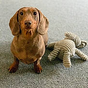 Roxanne is registered to the contest to win money with this photo: dog, dachshund, puppy, pet, carpet, toy, plush_toy, indoor, brown_dog, small_dog, animal, cute, sitting, floor, ears, looking_at_camera, domestic_animal, companion, friendly, young_dog