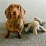 animal, brown_dog, carpet, companion, cute, dachshund, dog, domestic_animal, ears, floor, friendly, indoor, looking_at_camera, pet, plush_toy, puppy, sitting, small_dog, toy, young_dog