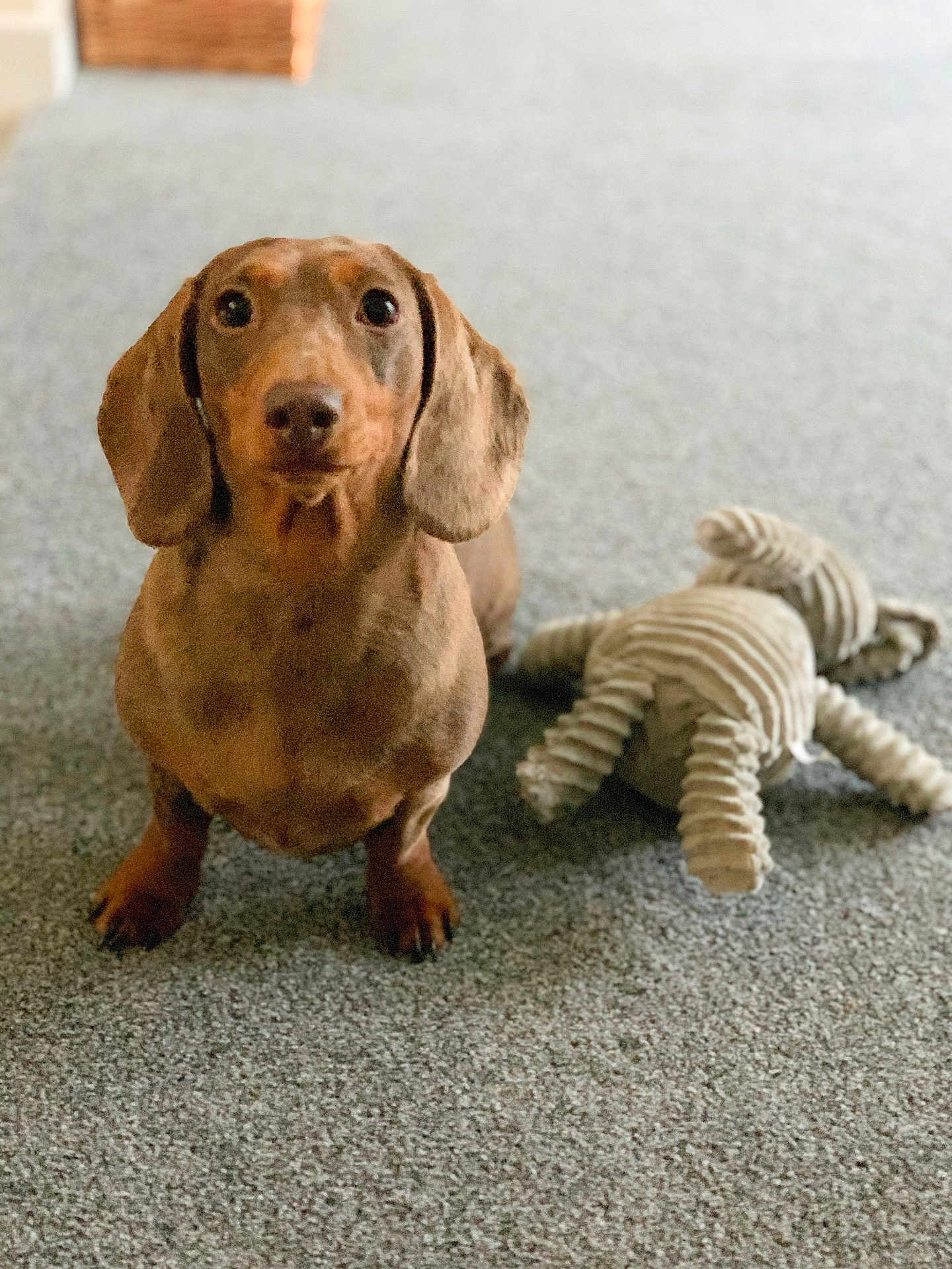 Roxanne is registered to the contest to win money with this photo: dog, dachshund, puppy, pet, carpet, toy, plush_toy, indoor, brown_dog, small_dog, animal, cute, sitting, floor, ears, looking_at_camera, domestic_animal, companion, friendly, young_dog