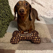 Rox is registered to the contest to win money with this photo: dachshund, dog, toy, bone_shaped_toy, brown_dog, pet, indoor, blanket, cozy, furniture, cute, animal, paw_print, fabric, soft, small_dog, looking_up, fur, playful, home