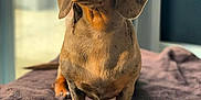 Dib is registered to the contest to win money with this photo: animal, blanket, canine, dog, dogbed, hound, pet, puppy, snout