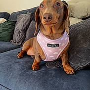 Dib joined the competition — help win amazing prizes! animal, brown, canine, cloud_pattern, couch, dachshund, dog, domestic_animal, ears, fabric, fur, harness, indoor, looking, paw, pet, pillow, pink, resting, snout