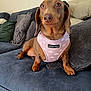 animal, brown, canine, cloud_pattern, couch, dachshund, dog, domestic_animal, ears, fabric, fur, harness, indoor, looking, paw, pet, pillow, pink, resting, snout
