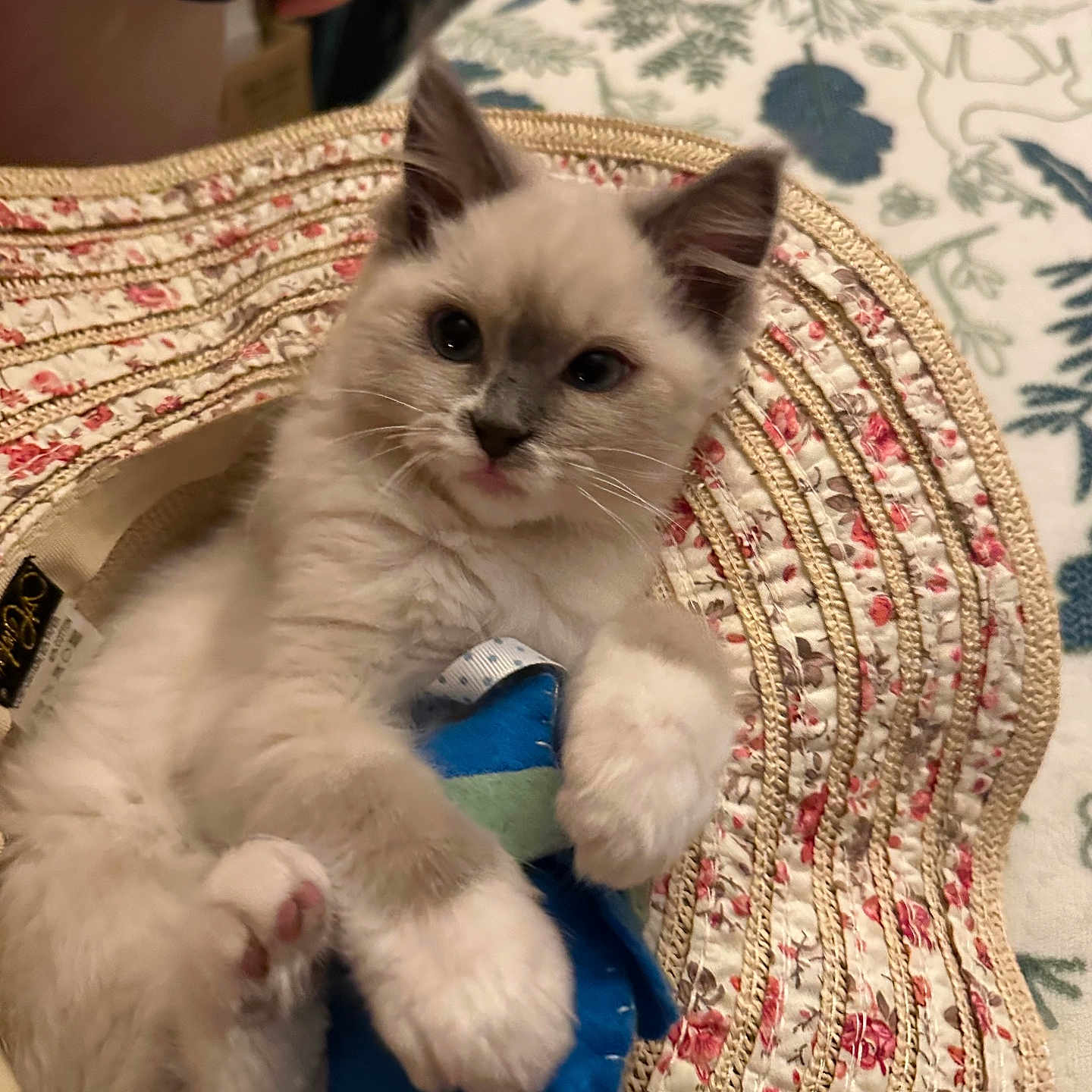 Fizzgig is registered to the contest to win money with this photo: animal, cat, closeup, cozy, cute, domestic, fabric, feline, fluffy, hat, indoor, kitten, patterned, paws, pet, playful, resting, soft, toy, young